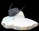 Rare Kayserops megaspina Trilobite - Bou Lachrhal, Morocco #44529-5
